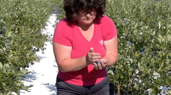 Afacere de succes cu o plantație atipică: O familie întoarsă din Germania face profit cu o livadă de afine la ghiveci în Rădești