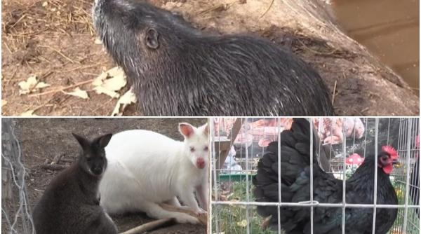 De la pasiune, la poveste de succes: ferma din Ineu a lui Denis Caba, cu sute de animale rare și exotice