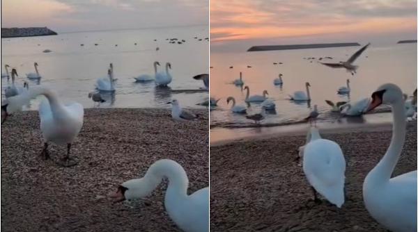 Spectacol la malul mării. Zeci de lebede au fost surprinse în stațiunea Eforie