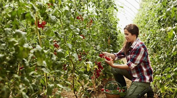Fonduri europene pentru agricultură: 501 milioane de euro sunt disponibili la început de an