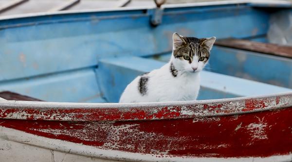 o insula pitoreasca din grecia ofera cazare si o masa gratuita pe zi celor care ingrijesc pisicile fara stapan