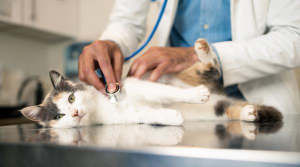 Sute de cabinete veterinare sunt în pericol să fie închise, după o decizie a Guvernului: „Animalele vor fi afectate”