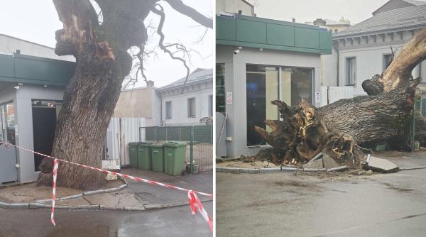 Bucureștiul a rămas fără un simbol unic. Ultimul stejar secular din vremea Codrilor Vlăsiei s-a prăbușit, după ce a fost betonat