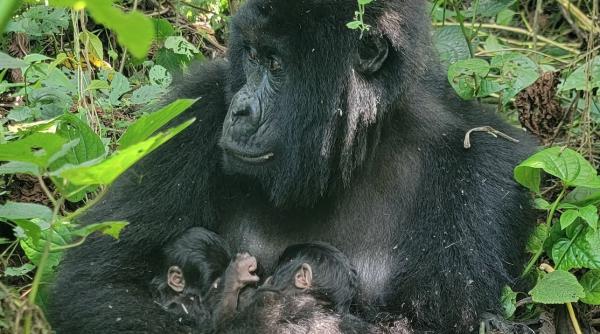 mafuko o gorila de munte dintr o specie pe cale de disparitie a nascut doi pui gemeni