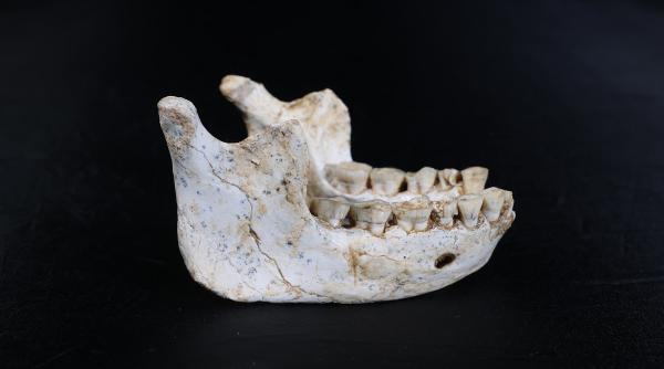 Ultimul strămoș comun al oamenilor moderni și al neanderthalienilor ar fi fost găsit în Casablanca