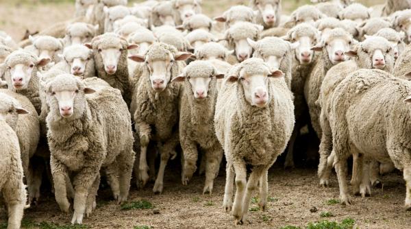 Un supermarket din Germania a fost invadat de aproximativ 50 de oi. Manager: „Dorim să luăm legătura cu ciobanul”