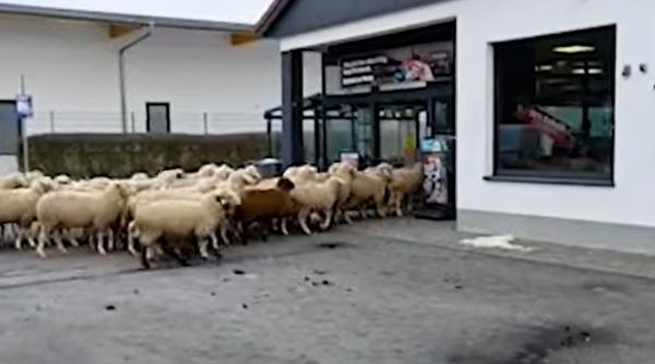 un supermarket din germania a fost invadat de aproximativ 50 de oi manager dorim sa luam legatura cu ciobanul