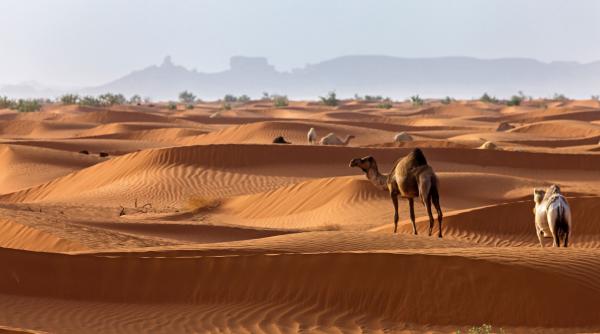 de ce arabia saudita si emiratele arabe unite importa nisip din australia desi au deserturi uriase