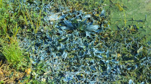 marele zid verde 2 0 cum vrea china sa transforme complet deserturile