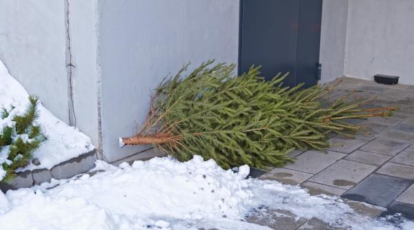o femeie de 79 de ani din germania si a ranit vecina dupa ce a aruncat bradul de craciun de la balcon
