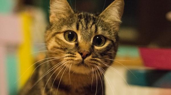 Situație disperată la cafeneaua cu pisici din București. Apel pentru iubitorii de animale: e nevoie de adăpost pentru mâțe și motani