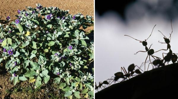 un soi necunoscut de rosii a fost descoperit in australia legatura pe care o are planta cu furnicile