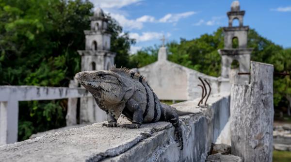 siturile arheologice sanctuare pentru biodiversitate ruinele antice au devenit o barca de salvare pentru unele plante si animale