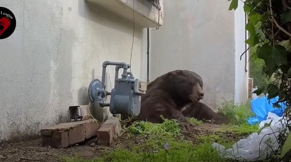 un urs de 250 de kilograme si a facut adapost sub o casa si a stat acolo timp de o luna a fost scos dupa o operatiune neobisnuita