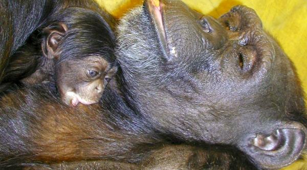 a murit ai cimpanzeul care recunostea 11 culori si peste 100 de caractere chinezesti