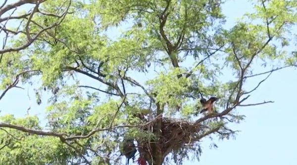 dropiile din romania in pericol de disparitie a mai ramas o singura populatie in patru judete s au instalat cuiburi artificiale