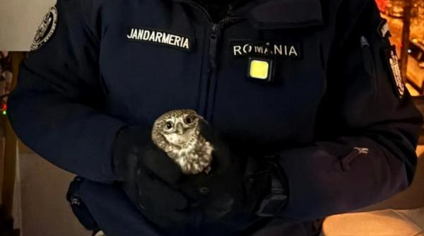 video o bufnita simpatica a intrat intr un apartament din botosani si n a mai vrut sa plece proprietarul a sunat la 112