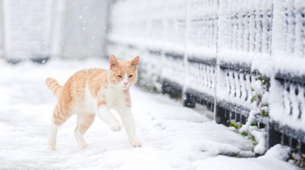 cum va fi vremea in urmatoarele patru saptamani anm anunta ca nu vom scapa de ger prea curand