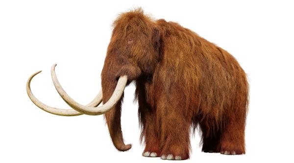 Un muzeu a păstrat 70 de ani oase de „mamut lânos”, dar acum s-a descoperit că aparțin unui animal complet diferit