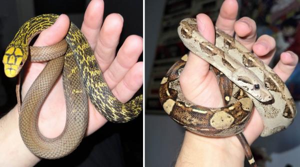 Crescătorie ilegală de reptile, găsită într-un apartament din Bihor. Erau și 2 vipere pentru care nu există ser antiviperin în România