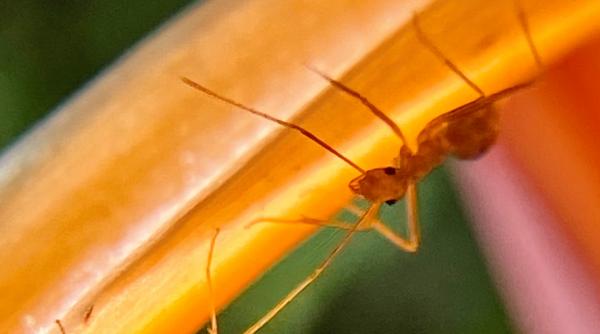 furnica electrica periculoasa pentru om si animale ameninta europa cu 2 focare in franta mirmecolog poate sa ajunga in romania