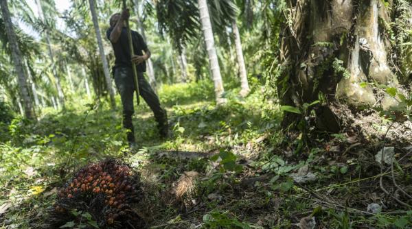 malaezienii glumesc ca nu au petrol doar ulei de palmier dupa ce ambasada sua a publicat o fotografie din spatiu