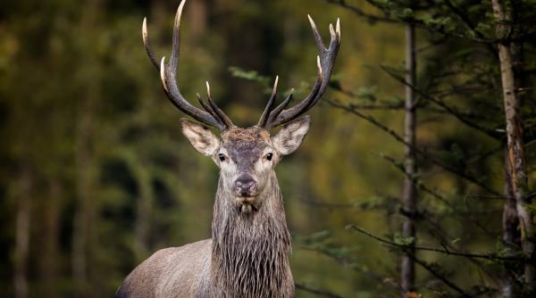 un cerb carpatin de la gradina zoologica din targu mures a murit dupa ce a inghitit manusa unui vizitator