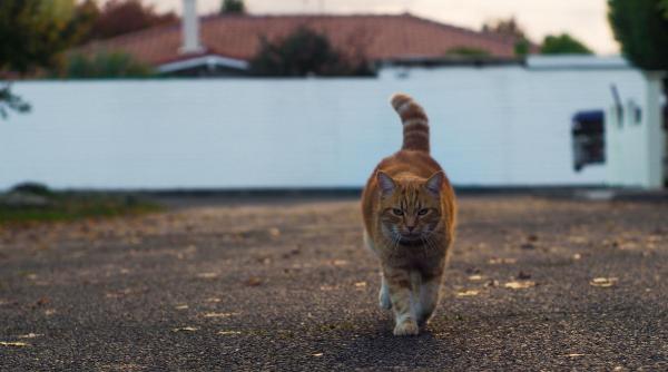 un motan pierdut in spania s a intors singur acasa in franta dupa ce a calatorit singur luni de zile