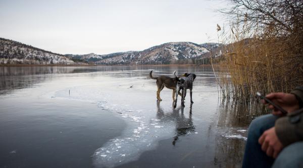 un primar din belgia a sarit in apa inghetata pentru a si salva cainele inghetasem de frig si plangeam