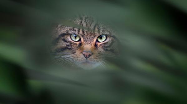 aceasta mica bestie misterioasa se intoarce in padurile noastre imagini rare cu pisica fantoma a europei