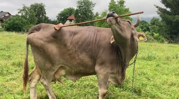Biologii au dovedit că vacile pot folosi unelte. Veronika poate lua mătura de pe jos și se poate scărpina pe spate