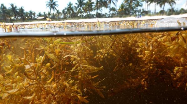 oamenii de stiinta avertizeaza asupra unei schimbari de regim in oceane patul de alge marine se extinde accelerat