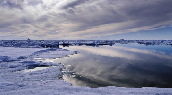 Cercetătorii de la Cambridge spun că scufundarea copacilor în Oceanul Arctic ar putea reduce nivelurile de CO2 din atmosferă