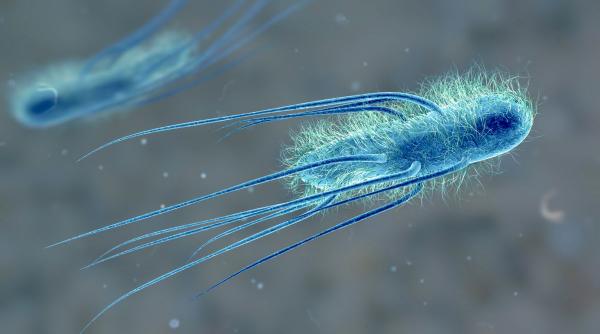 cercetatorii din china au dat lovitura au creat un adeziv viu inteligent care carpeste leziunile interne legatura cu e coli