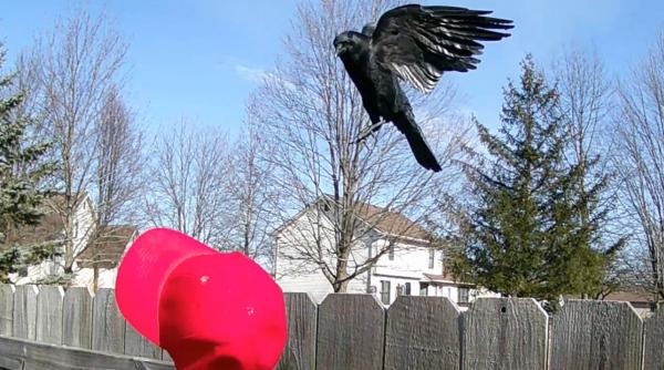 un barbat antreneaza ciori sa atace sepcile maga purtate de sustinatorii lui trump