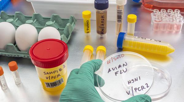 Oamenii de ştiinţă din Rusia au dezvoltat un nou vaccin împotriva gripei aviare H5N1
