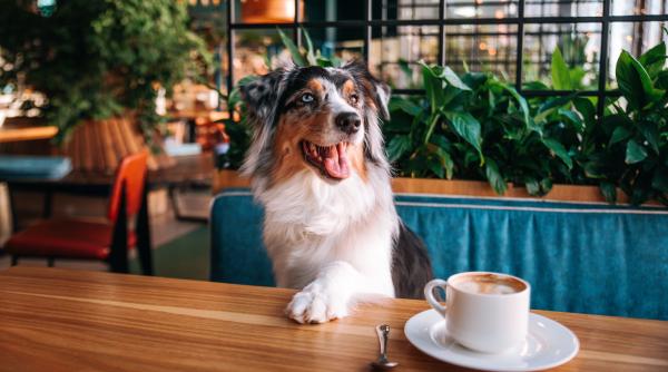 un restaurant din italia a creat un meniu special pentru caini