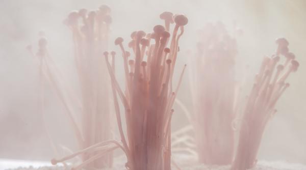 cercetatorii au gasit o noua forma de viata care are 8 metri inaltime si e veche de 370 de milioane de ani