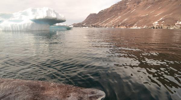 biologii au facut noi descoperiri despre creatura misterioasa din adancurile groenlandei care ar fi oarba si ar trai 500 de ani