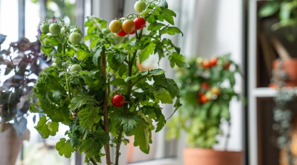 Ce plante de apartament purifică aerul și pot fi surse de hrană sau condimente iarna. BRGV: „Ar trebui să fie la fiecare geam”