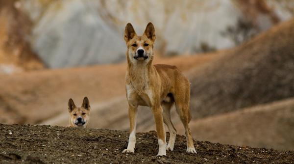 cainii dingo de pe insula k gari din australia vor fi eutanasiati dupa moartea turistului canadian piper james