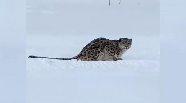 Schior atacat de una dintre cele mai rare creaturi întâlnite în natură. A văzut leopardul de zăpadă și a vrut să-și facă selfie cu el