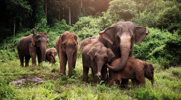 thailanda a inceput sa isi vaccineze contraceptiv elefantii altfel vor fi conflicte intre oameni si elefanti