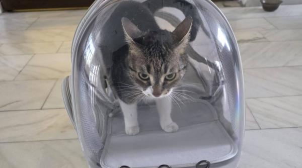 n o mai luati pe jessy primaria sectorului 6 face un apel la cetateni sa nu ii mai fie furata pisica