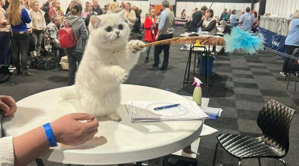 pisicile romanesti cuceresc competitiile internationale ursuletul polar a castigat una dintre cele mai prestigioase competitii