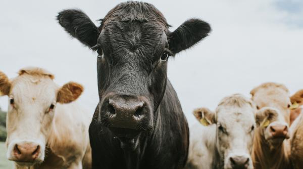 Mâncăm tot mai mult din import. Ministrul Agriculturii: „Noi nu producem brânză cu mucegai. Avem autosuficiență la carne și lapte”
