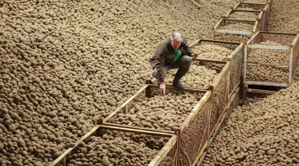 fermierii germani au impartit gratuit cartofi in tot berlinul dupa cea mai mare recolta din ultimii 25 de ani