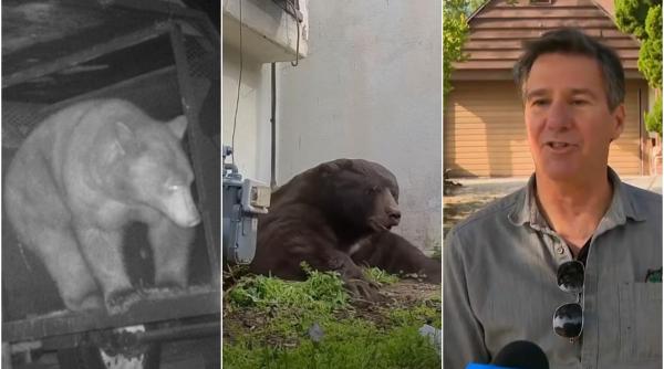 un urs s a mutat la mine acasa plecat in oras un barbat a vazut pe camera cum ursul i a intrat in casa apoi n a mai vrut sa plece