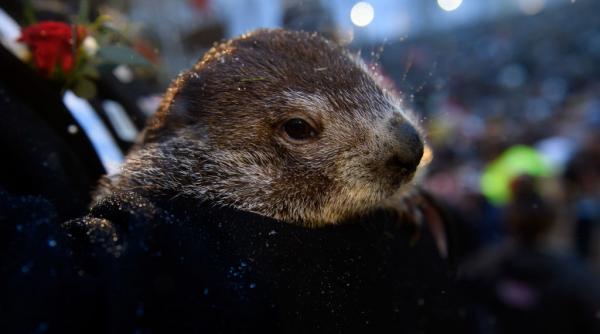 Ziua Cârtiței: Marmota Phil și-a văzut umbra. Potrivit legendei, mai urmează șase săptămâni de iarnă