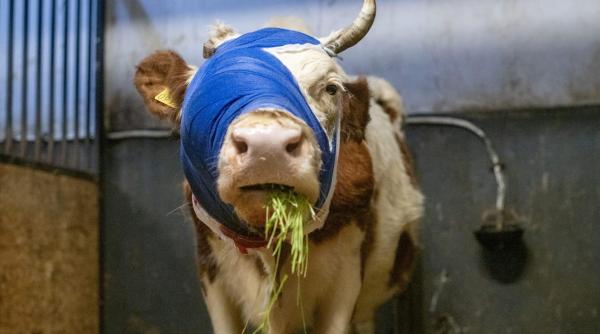 Bumba este prima văcuță din România tratată pentru cancer și câțiva oameni cu suflet luptă din răsputeri să o salveze